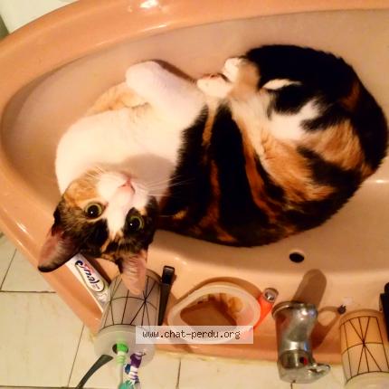 Photo de chat perdu à Mulhouse