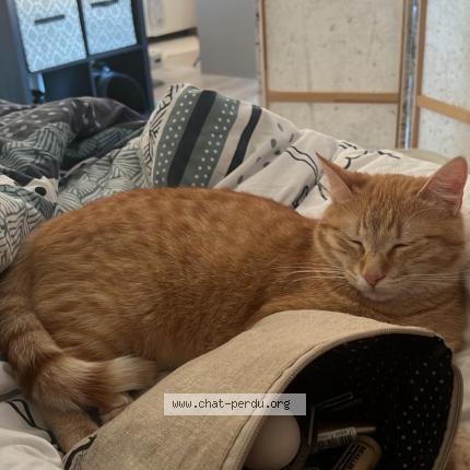 Photo de chat perdu à Villetelle