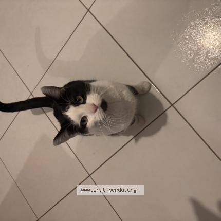 Photo de chat perdu à Bezouce