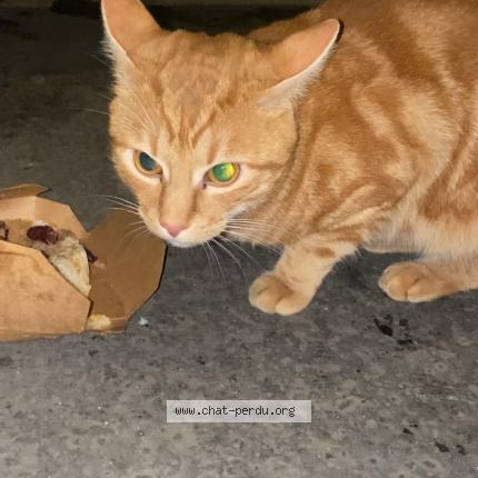 Photo de chat trouvé à Paris