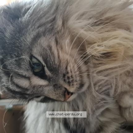 Photo de chat perdu à Romilly Sur Andelle