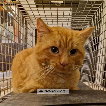 Photo de chat trouvé à Plougastel