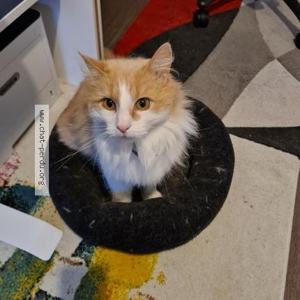 Photo 1/1 Chat retrouvé Perdu à Avranches