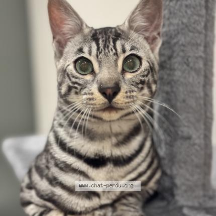 Photo de chat perdu à Tourcoing