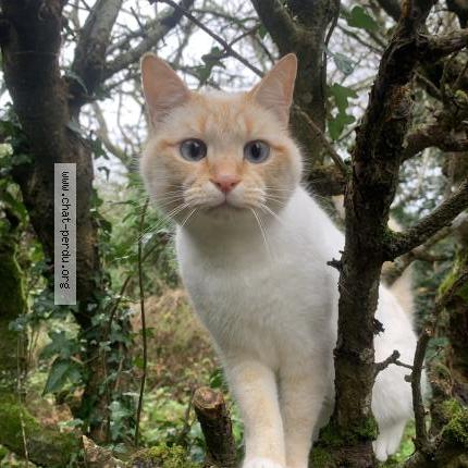 Photo 1/1 Chat retrouvé Perdu à Saint Nazaire