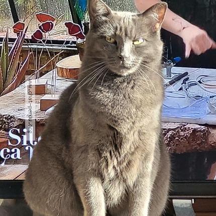 Photo 1/1 Chat retrouvé Perdu à Sartrouville