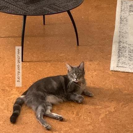 Photo de chat perdu à Albi