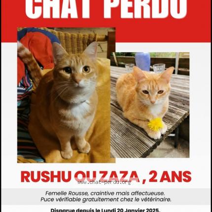 Photo 2/2 Chat retrouvé Perdu à Noailles