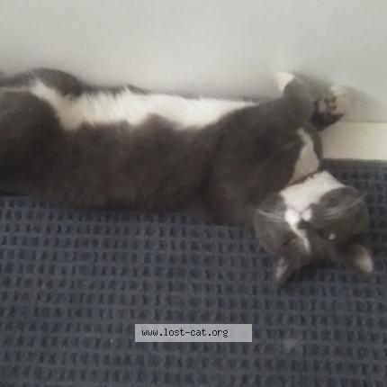 Photo 1/1 Bandit aka Bandbeno Chat perdu à Edmonton