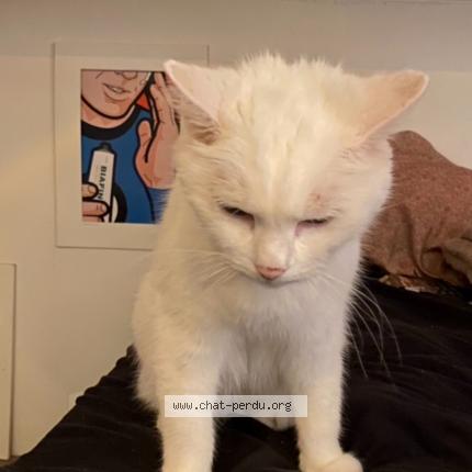 Photo de chat perdu à Saint Maur Des Fosses