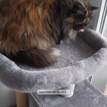 Photo de chat perdu à Mont De Marsan