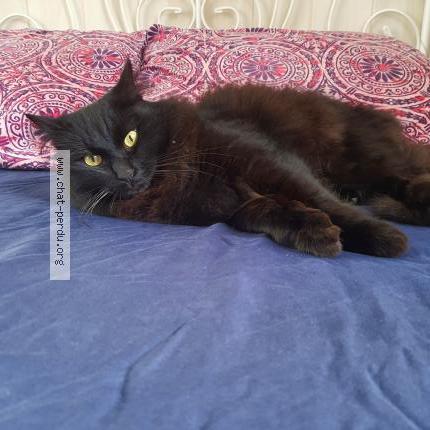 Photo 1/1 Chat retrouvé Perdu à La Seyne Sur Mer