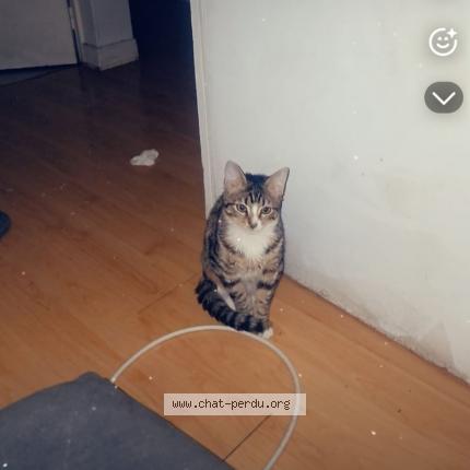 Photo 1/1 Chat retrouvé Perdu à Paris