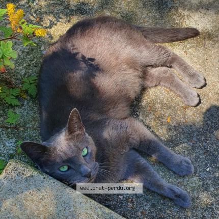 Photo de chat perdu à Villeneuve Saint Georges