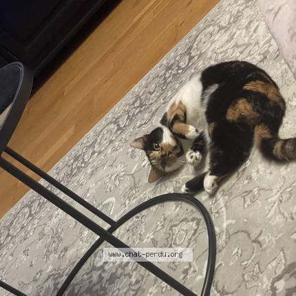 Photo de chat perdu à Bievres
