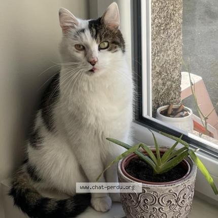 Photo de chat perdu à Montfaucon Montigne