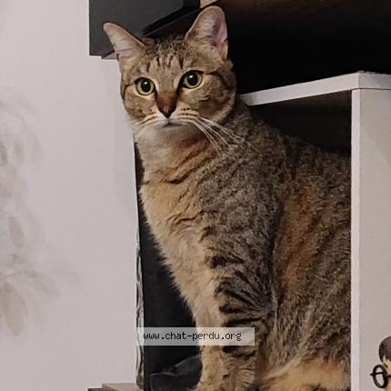 Photo 1/1 Chat retrouvé Perdu à Merignac