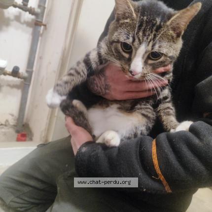 Photo de chat trouvé à Bernay