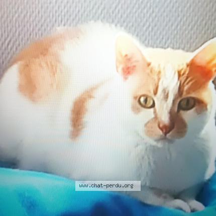Photo de chat perdu à Saint Martin D Heres