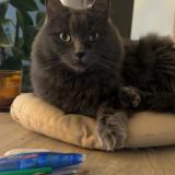 Photo de chat perdu à Ecommoy