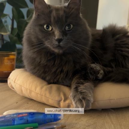 Photo 1/1 Chat retrouvé Perdu à Ecommoy