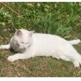Photo de chat perdu à Conflans Ste Honorine