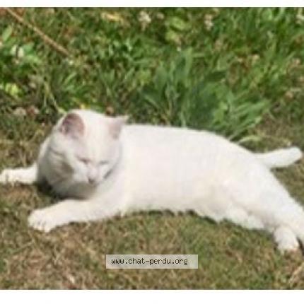 Photo 1/4 Chat retrouvé Perdu à Conflans ste honorine
