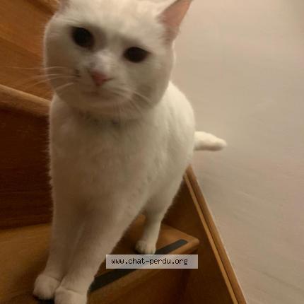 Photo 2/4 Chat retrouvé Perdu à Conflans ste honorine