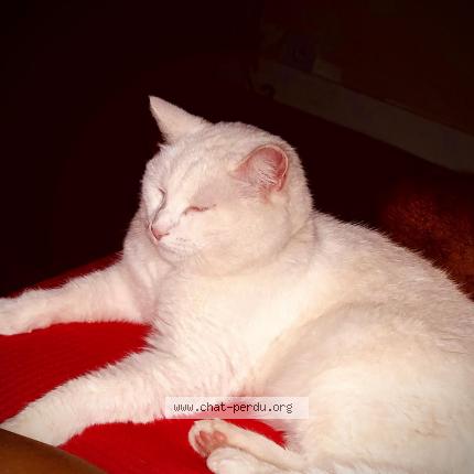 Photo 3/4 Chat retrouvé Perdu à Conflans ste honorine