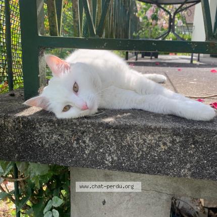 Photo 4/4 Chat retrouvé Perdu à Conflans ste honorine