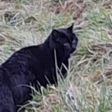 Photo de chat trouvé à Meyriat