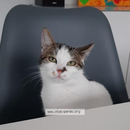 Photo 1/1 Chat retrouvé Perdu à Poligne