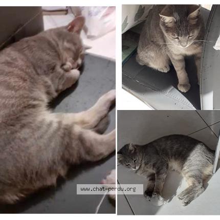 Photo 1/1 Chat retrouvé Perdu à Beziers