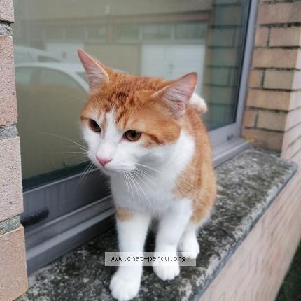 Photo 1/1 Chat retrouvé Trouvé à Sin Le Noble
