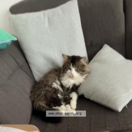 Photo de chat perdu à Montaigu