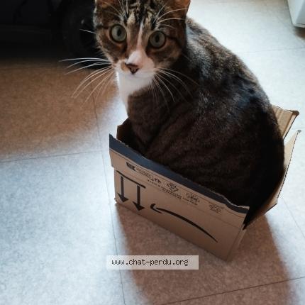 Photo de chat perdu à Paris