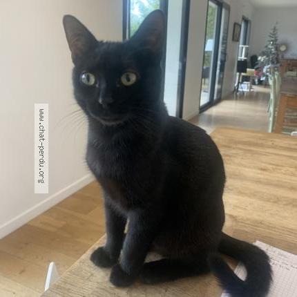 Photo de chat perdu à Martillac