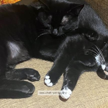 Photo 1/1 Chat retrouvé Perdu à Gagnac Sur Garonne