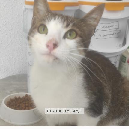 Photo 1/1 Chat retrouvé Perdu à Saint Jean Bonnefonds