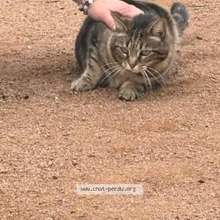 Photo 1/1 Jonquille Chat perdu à La poiteviniere