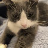 Photo de chat perdu à Montegnee