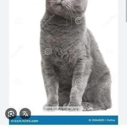 Photo de chat perdu à Rennes