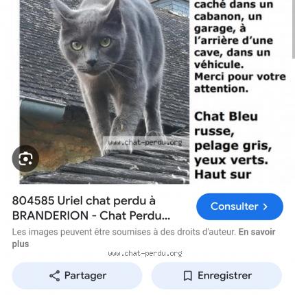 Photo 2/2 Chat retrouvé Perdu à Rennes