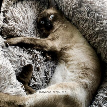 Photo 1/2 Chat retrouvé Perdu à Perpignan