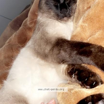 Photo 2/2 Chat retrouvé Perdu à Perpignan