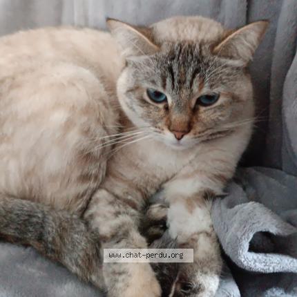 Photo 1/1 Chat retrouvé Perdu à Gennevilliers