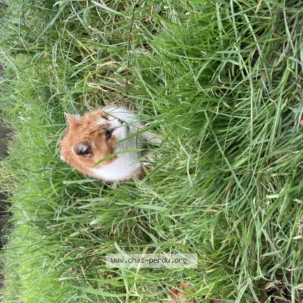 Photo de chat trouvé à Crozon