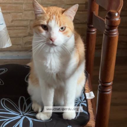 Photo de chat perdu à Saint Jean Brevelay