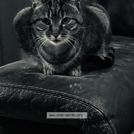 Photo de chat perdu à Villeneuve La Riviere