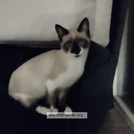 Photo de chat perdu à Serpaize